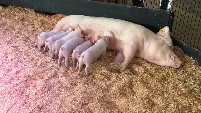 A video of Piglet drinking their mother's milk.  Vancouver BC Canada