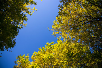 Autumn leaves in Beijing Olympic Forest Park