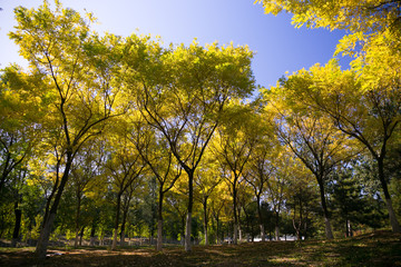 Obraz premium Autumn leaves in Beijing Olympic Forest Park