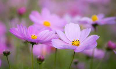Cosmos in full bloom in Beijing Olympic Forest Park