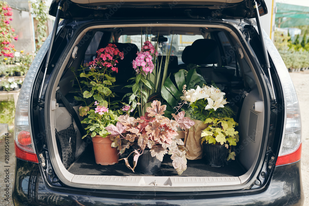 Wall mural open trunk with potted plants