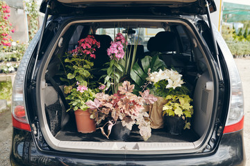 Open trunk with potted plants