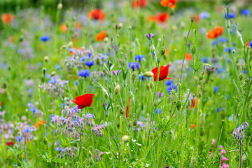 A meadow of wild flowers