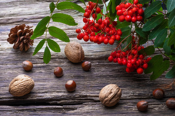 branch of rowan and nuts on an old wooden table