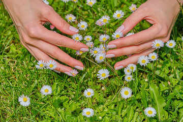 ideally made manicure. Women's hands on the background of flowers.