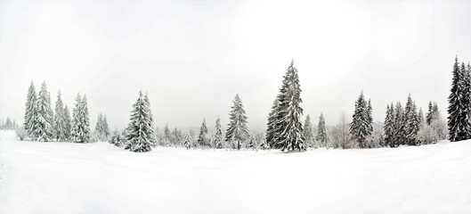Obraz premium snow covered pine trees