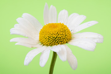 Close up of chamomile flower