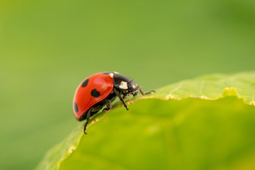 Fototapeta premium Ladybug sits on a green leaf
