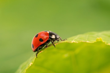 Ladybug sits on a green leaf