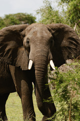 An African Elephant in Uganda