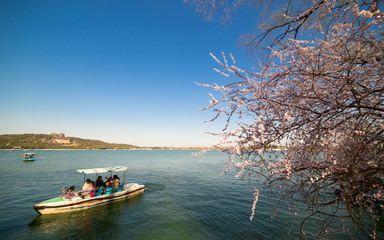 Naklejka premium Summer Palace cherry blossoms