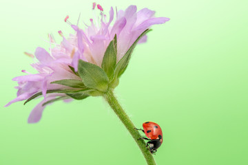 Ladybug sitting on flower stem