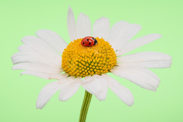 Ladybug sleeping on a large chamomile