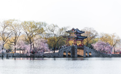 Summer Palace cherry blossoms