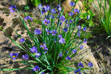 Kępa irysów © Anna Adamczewska