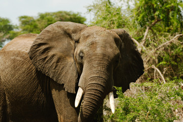 An African Elephant in Uganda