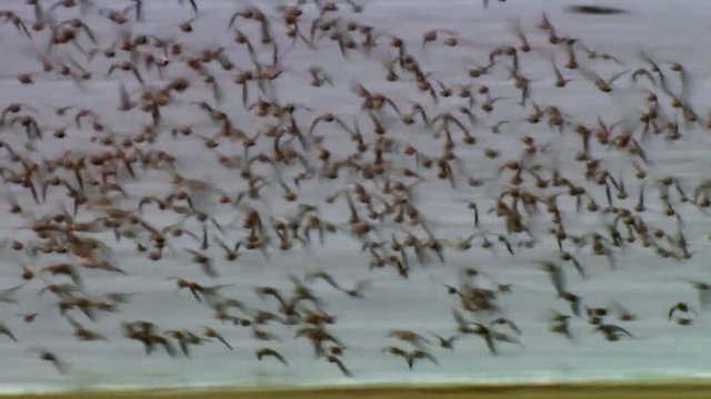 A flock of Least Sandpiper (Calidris minutilla) flying from the beach, 2013