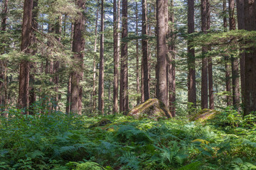 Pine trees forest at Manali, Himachal Pradesh state, India