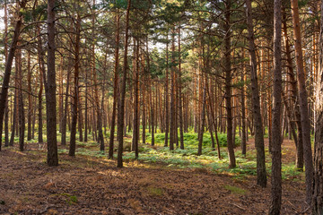 Obraz premium Pine tree forest landscape