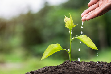 Plant a tree, Farmer's hand watering a young plant, Seedling care, World Environment Day
