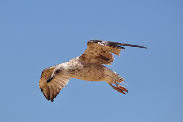 Vuelo de Gaviota
