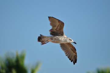 Gaviota volando en Costa Ballena, Cádiz