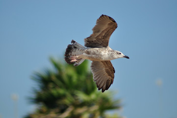 Gaviota volando con plamera de fondo