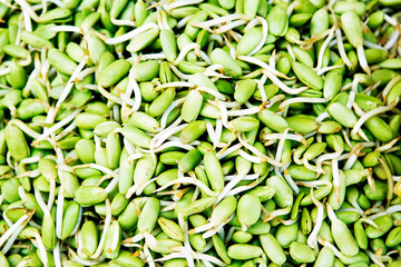 Fototapeta premium Bean Sprouts background