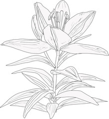lily flower sketch with large bloom isolated on white