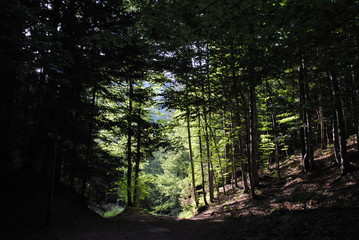 Obraz premium beech forest 