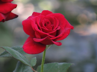 red rose macro