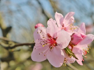 Fototapeta premium さくら 春 茨城