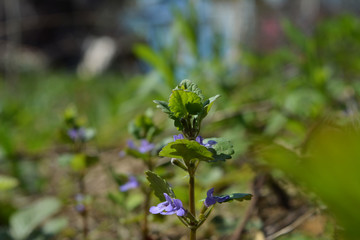 Glechoma hederacea. Close up view of herb with violet flowers on blurred background.