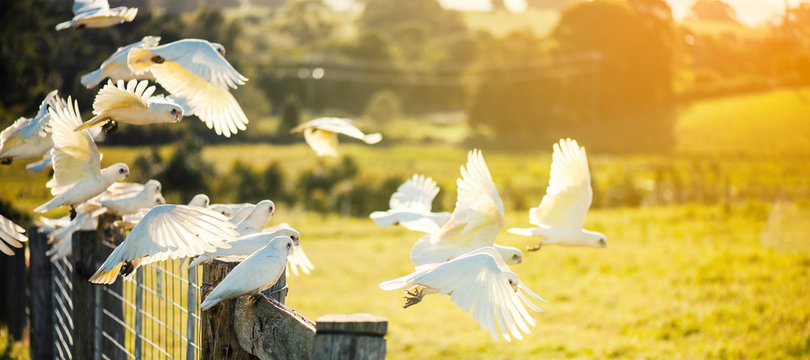 Flock of corella birds resting on a rustic fence.