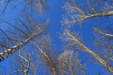 View from below on tree tops on the background of bright blue sky.