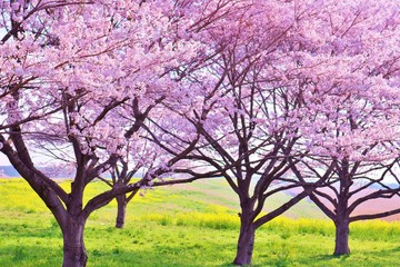 Obraz premium さくら 春 渡良瀬 栃木