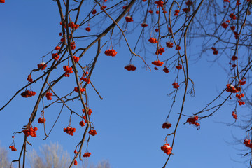Rowan branches with red berries on the background of clear blue sky.