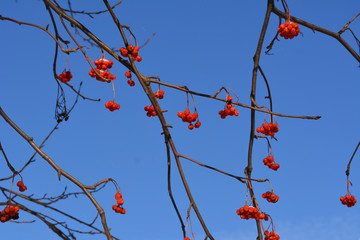 Branches with red berries of european rowan (Sorbus aucuparia) against clear blue sky.
