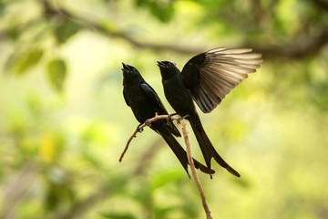 Couple of black drongos (Dicrurus macrocercus) sitting on branch and screaming or singing, native to the Indian Subcontinent, wildlife bird photography, clear background, Ranthambore, India