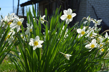 Flowering daffodils (Narcissus) on the background of old country house.