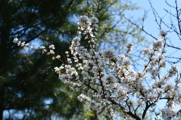 Garden in spring. Blooming nanking cherry in sunny day.