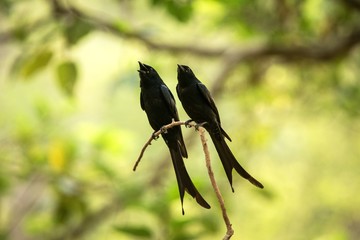 Couple of black drongos (Dicrurus macrocercus) sitting on branch and screaming or singing, native to the Indian Subcontinent, wildlife bird photography, clear background, Ranthambore, India