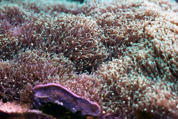 Fototapeta premium coral in reef