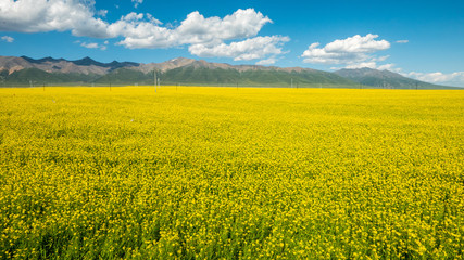 Fototapeta premium China Qing-hai Men-yuan canola flower sea