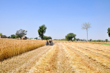 Fototapeta premium Wheat crop harvesting with the Tractor 
