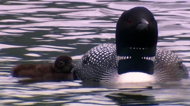 Common Loon (Gavia immer) swimming with chick on back, 2013