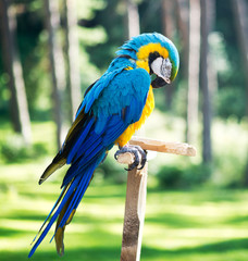 Macaw parrot