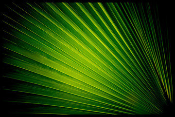 Palm leaves ,light and shadows with palm leaves,. Coconut for graphic,green and yellow sunlight of Palm leaves on nature texture background