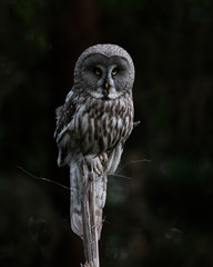 Great Grey Owl to hunt