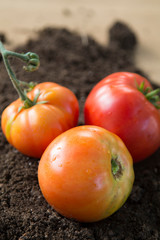 Fresh red tomatoes on the ground